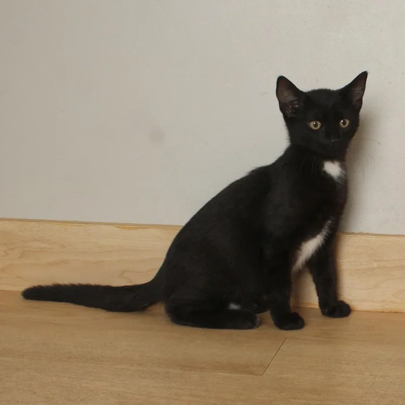 A baby small-sized male Black Domestic Short Hair cat named Milo C for adoption in Minnetonka, MN