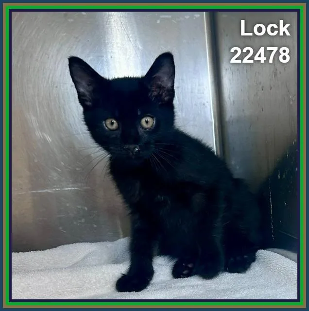 A baby medium-sized male Domestic Medium Hair cat named Lock for adoption in Marietta, GA