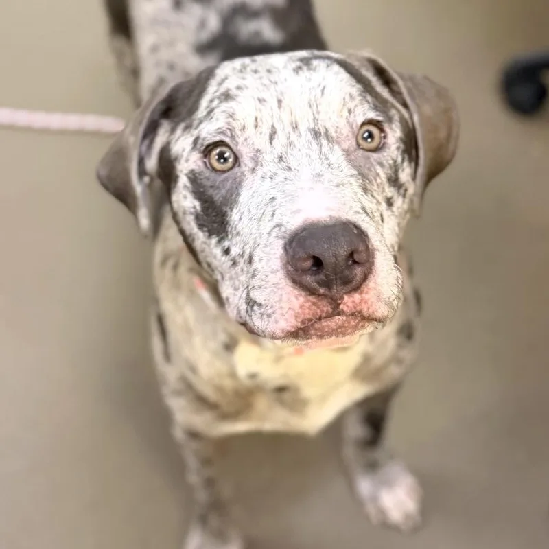 A young medium-sized male Gray / Blue / Silver Mixed Breed dog named Keegan for adoption in Asheville, NC