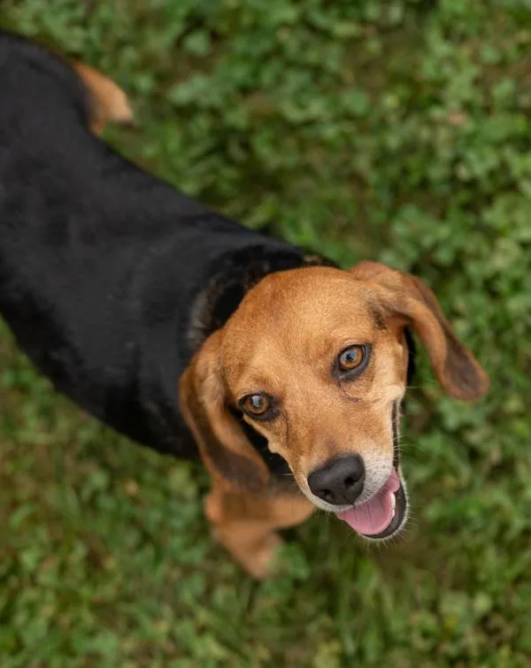 An adult small-sized female Beagle dog named Legacy for adoption in Stratham, NH