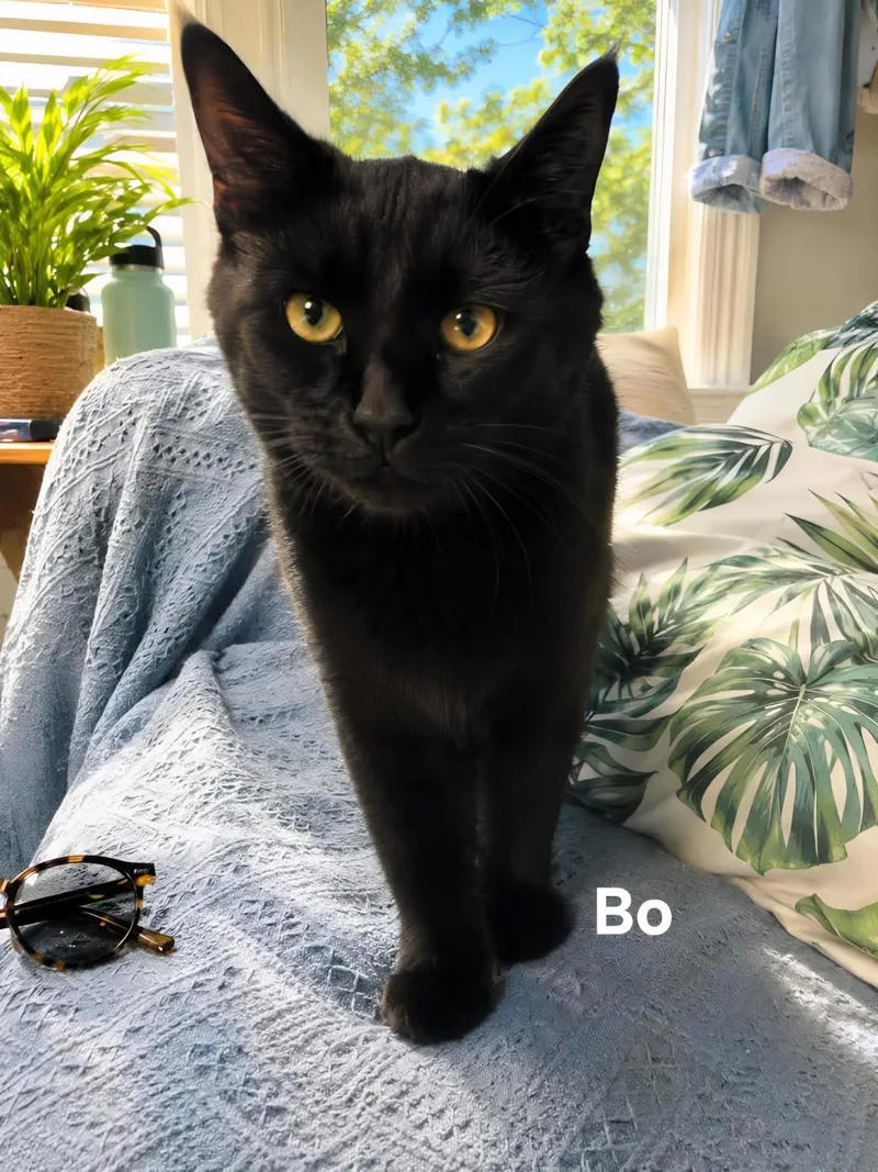 A young medium-sized male Black Domestic Medium Hair cat named Bo for adoption in Chicopee, MA