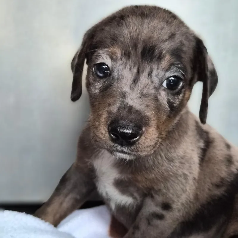 A baby small-sized male Black Catahoula Leopard Dog dog named Rafiki for adoption in Wahiawa, HI