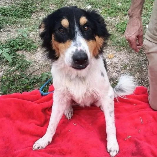 A young medium-sized male White / Cream Australian Shepherd dog named Arlo for adoption in Oceanside, NY