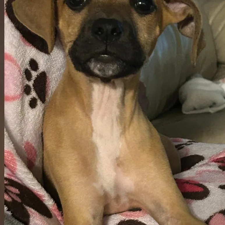A baby medium-sized male Boxer dog named Chip for adoption in Pensacola, FL