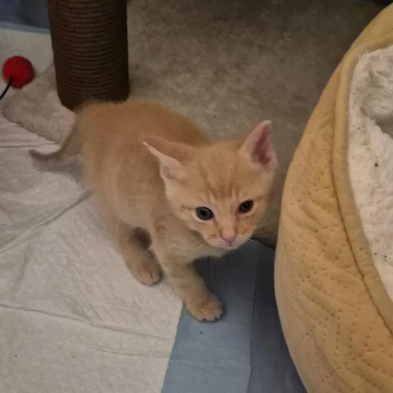 A baby small-sized male Buff / Tan / Fawn Domestic Short Hair cat named Darwin for adoption in Westminster, CA