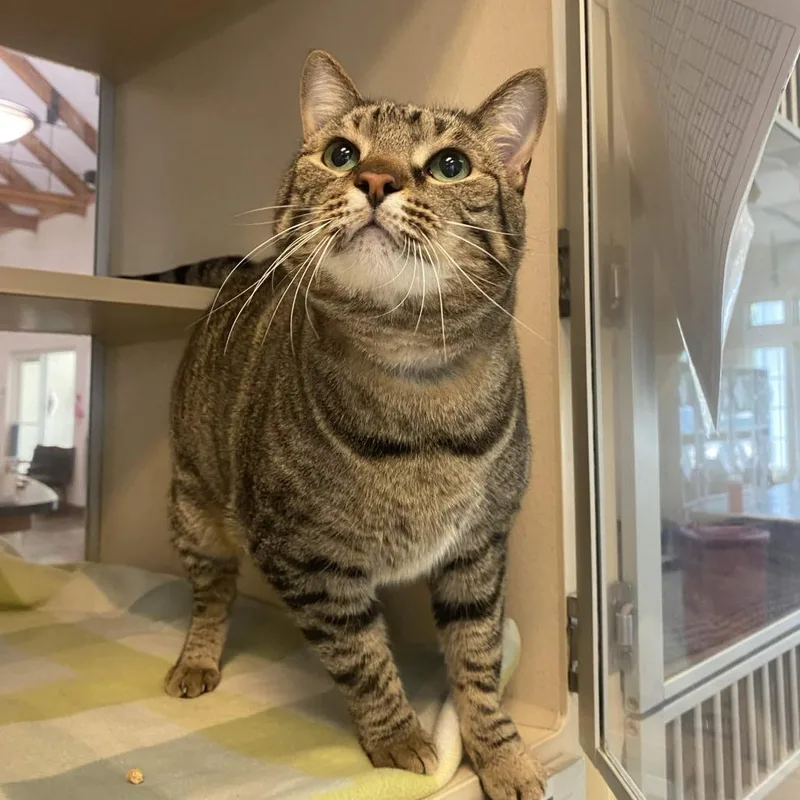 An adult extra large-sized male Brown / Chocolate Domestic Short Hair cat named Finn for adoption in Gloucester, VA