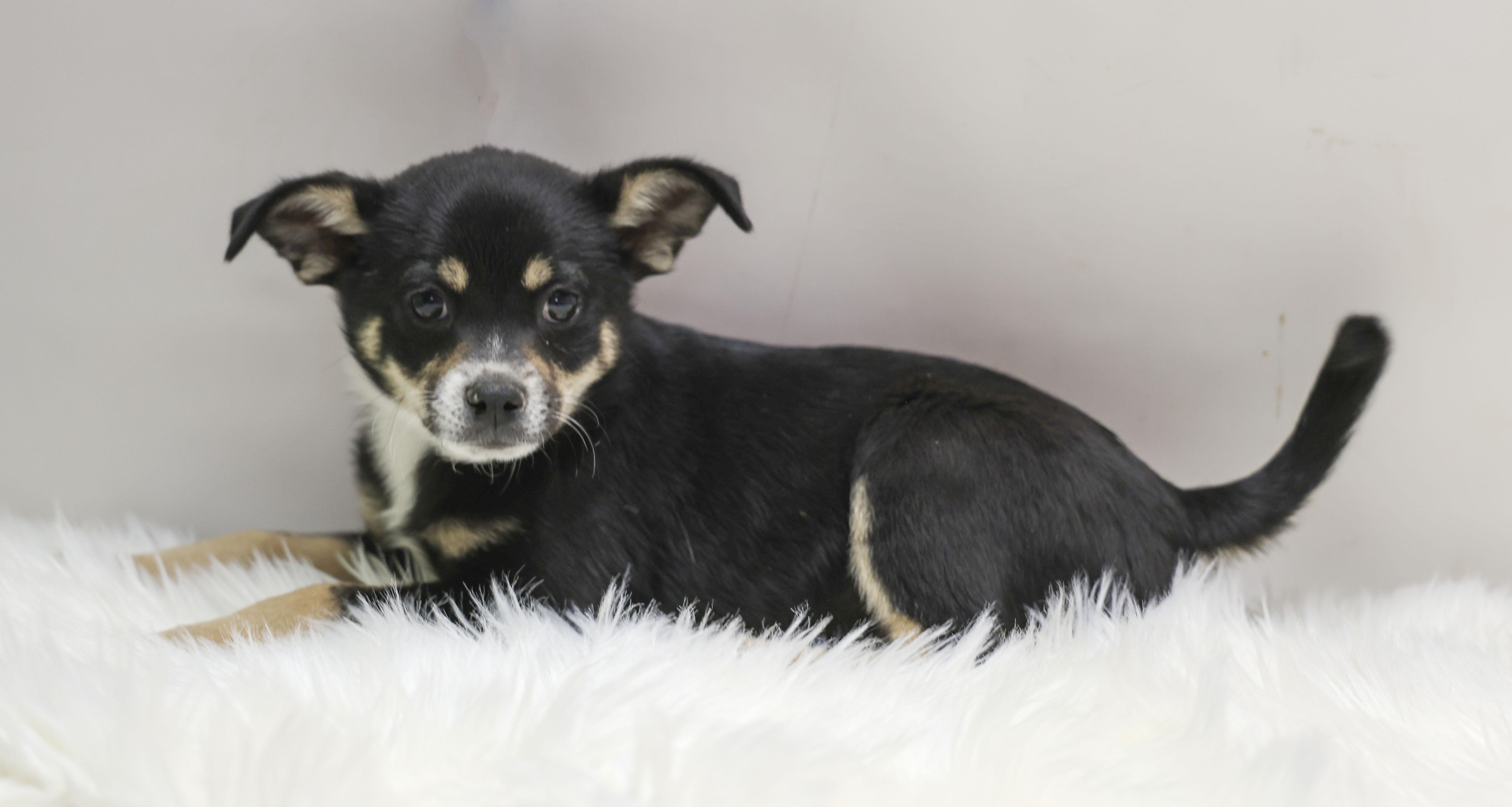A baby small-sized male White / Cream Chihuahua dog named Mateo for adoption in Casa Grande, AZ
