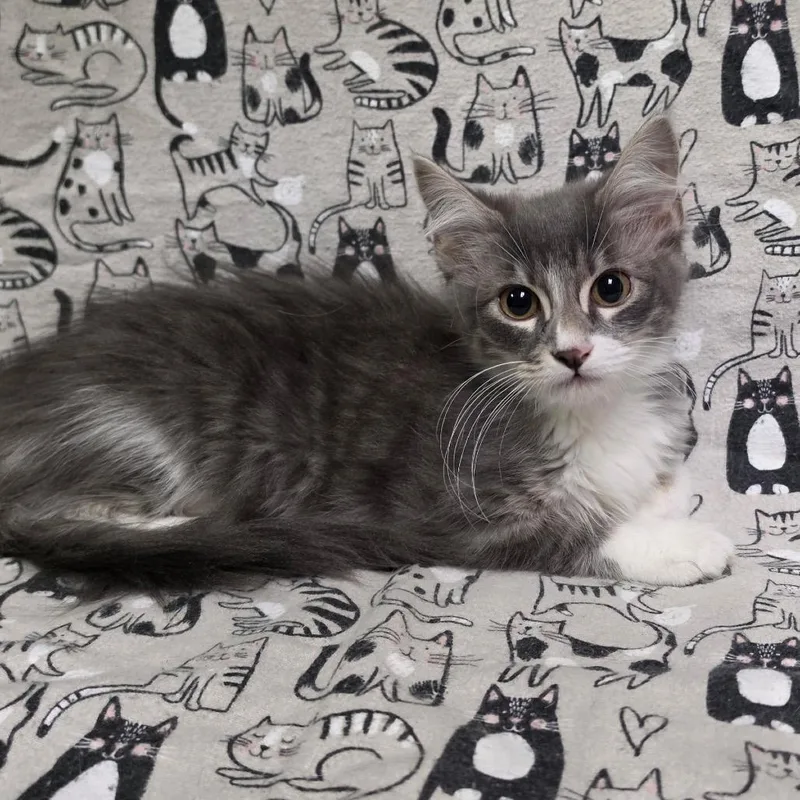 A baby medium-sized female Tabby (Gray / Blue / Silver) Domestic Medium Hair cat named Harvest for adoption in Graham, WA