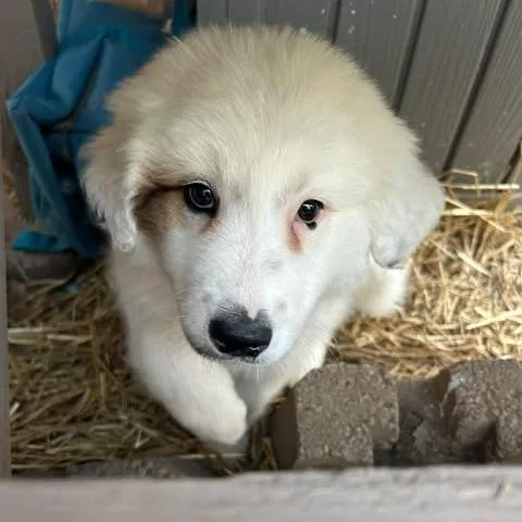 A baby large-sized female White / Cream Great Pyrenees dog named Regina Aka Reggie for adoption in Overland Park, KS