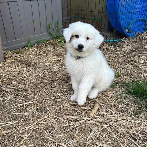 Regina Aka Reggie thumbnail 2