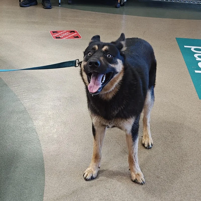 An adult large-sized male Black German Shepherd Dog dog named Shadow for adoption in Upland, CA