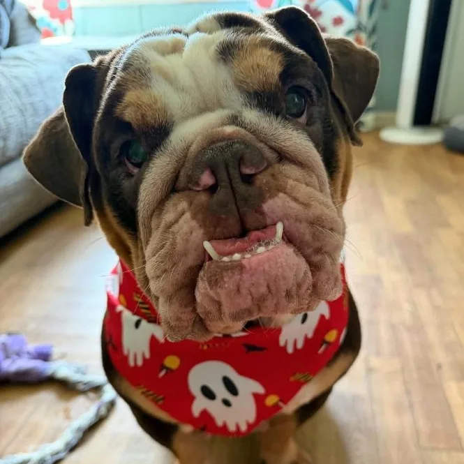 An adult medium-sized female English Bulldog dog named Dyor for adoption in Phenix City, AL