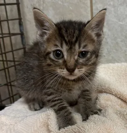 A baby small-sized male Domestic Short Hair cat named Timmy for adoption in Honolulu, HI