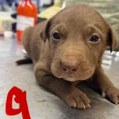 A baby small-sized male Brown / Chocolate Mixed Breed dog named Cupboard for adoption in Wappingers Falls, NY