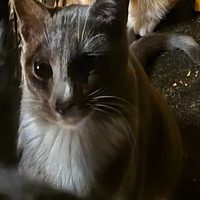 A young small-sized male Gray / Blue / Silver Domestic Short Hair cat named Val for adoption in Grantsville, UT