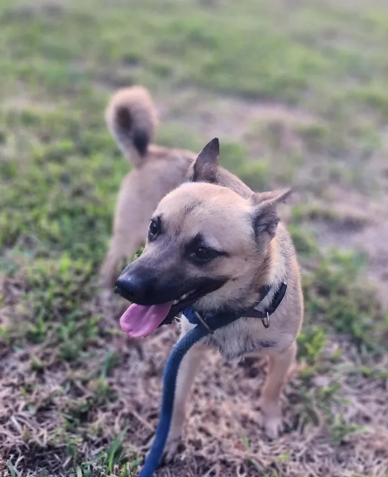 An adult medium-sized male Chihuahua dog named Paco for adoption in Silsbee, TX