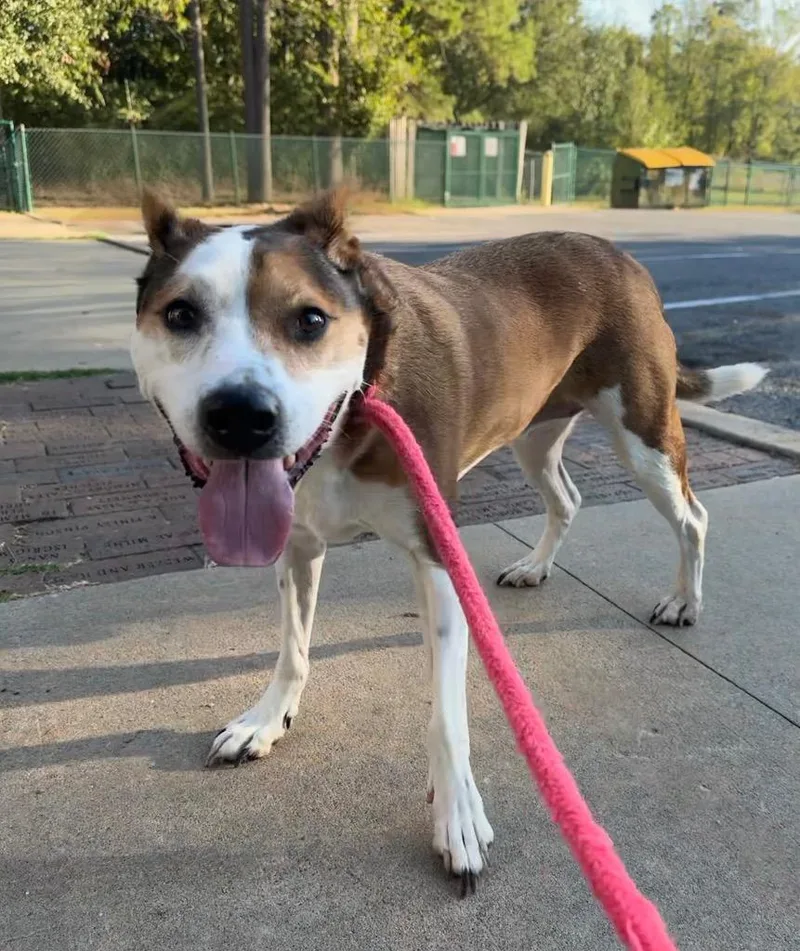 A senior medium-sized female Shepherd dog named Leela for adoption in Little Rock, AR