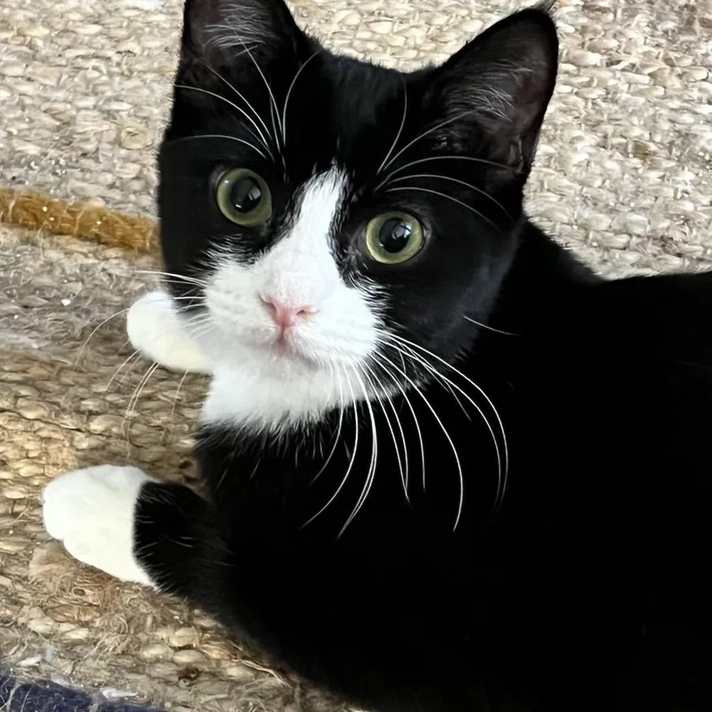 A young medium-sized female Black Domestic Short Hair cat named Rosie for adoption in Los Angeles, CA