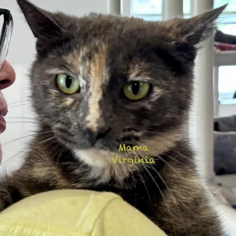 A young medium-sized female Tortoiseshell cat named Mama Virginia for adoption in Palatine, IL