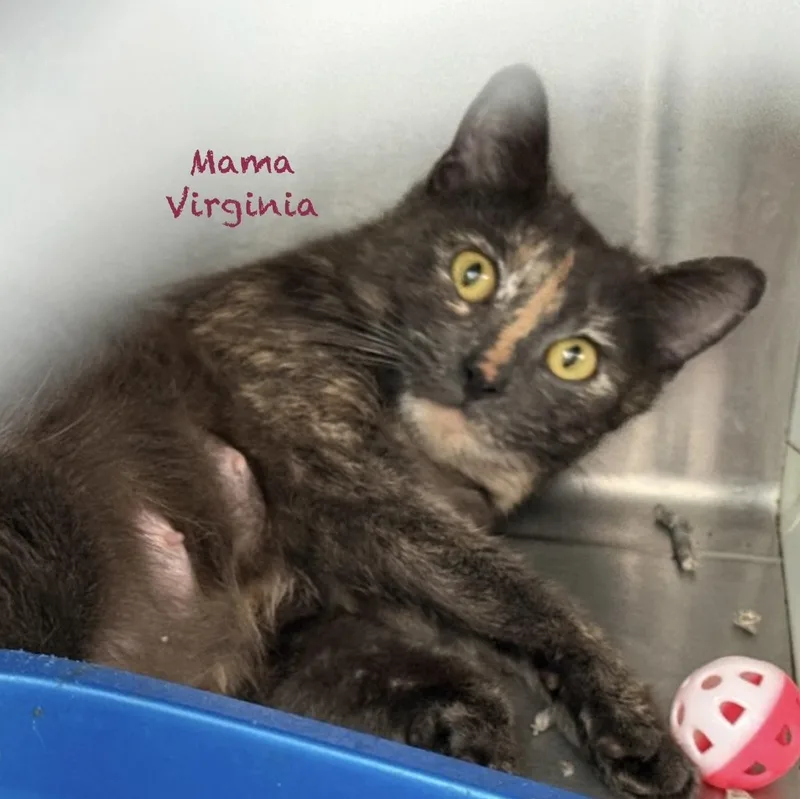 Mama Virginia thumbnail 2