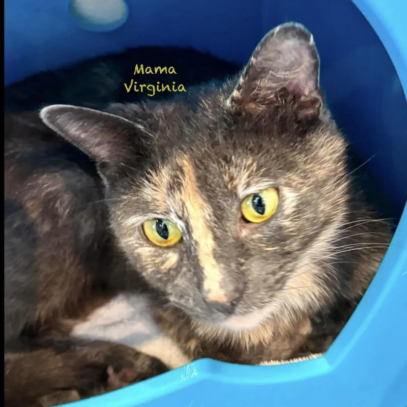 Mama Virginia thumbnail 3