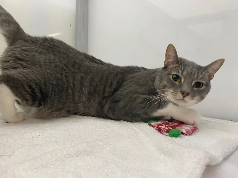 An adult medium-sized male Domestic Short Hair cat named Phantom for adoption in Raleigh, NC