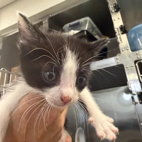 A baby small-sized male Black Domestic Short Hair cat named Tom for adoption in Los Angeles, CA