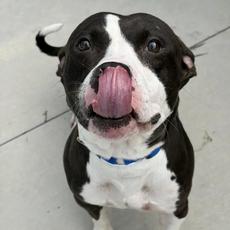 An adult medium-sized male Black Pit Bull Terrier dog named Wiggles for adoption in Matteson, IL