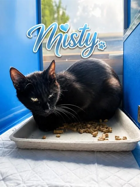 A young small-sized female Domestic Short Hair cat named Misty for adoption in Westminster, MD