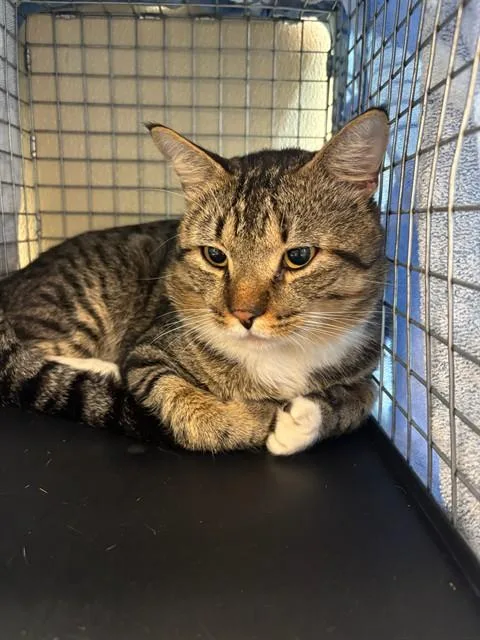A young medium-sized male Domestic Short Hair cat named Marcelo for adoption in Fort Myers, FL
