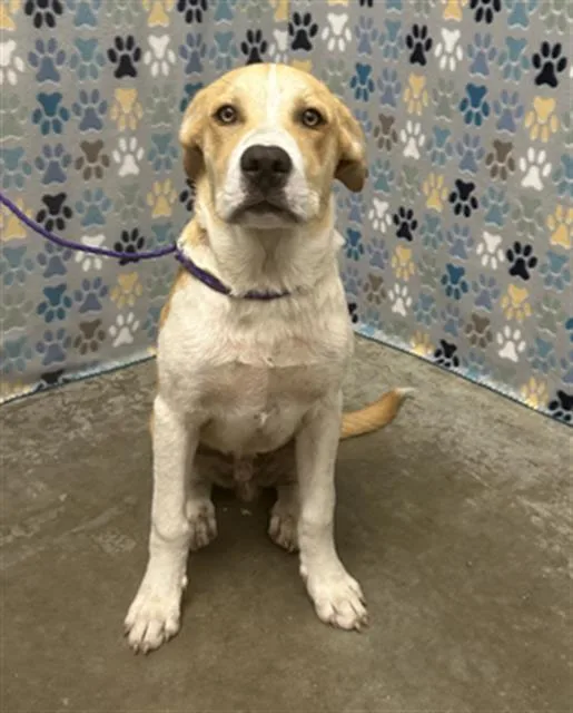 A young small-sized male Labrador Retriever dog named Corn for adoption in Rosenberg, TX