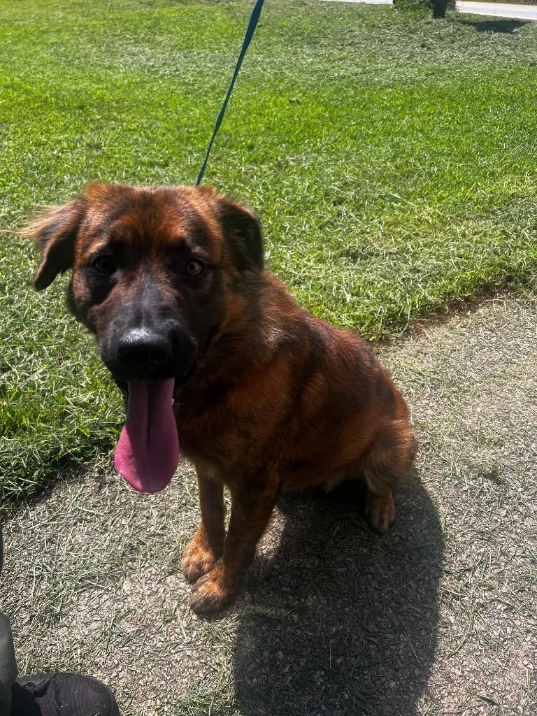 A young medium-sized male Mixed Breed dog named Yeager for adoption in Douglasville, GA