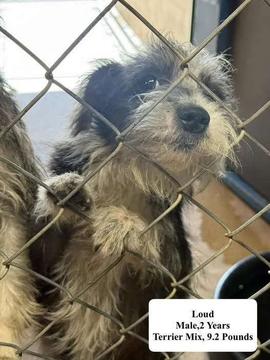 A young small-sized male Black Terrier dog named Loud for adoption in Blue Springs, MO