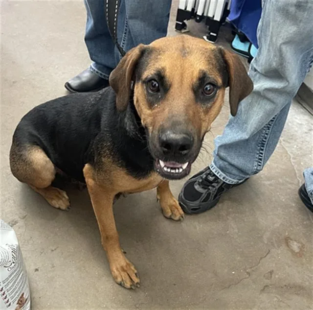 A young medium-sized female Mixed Breed dog named Rocky for adoption in Dallas, TX