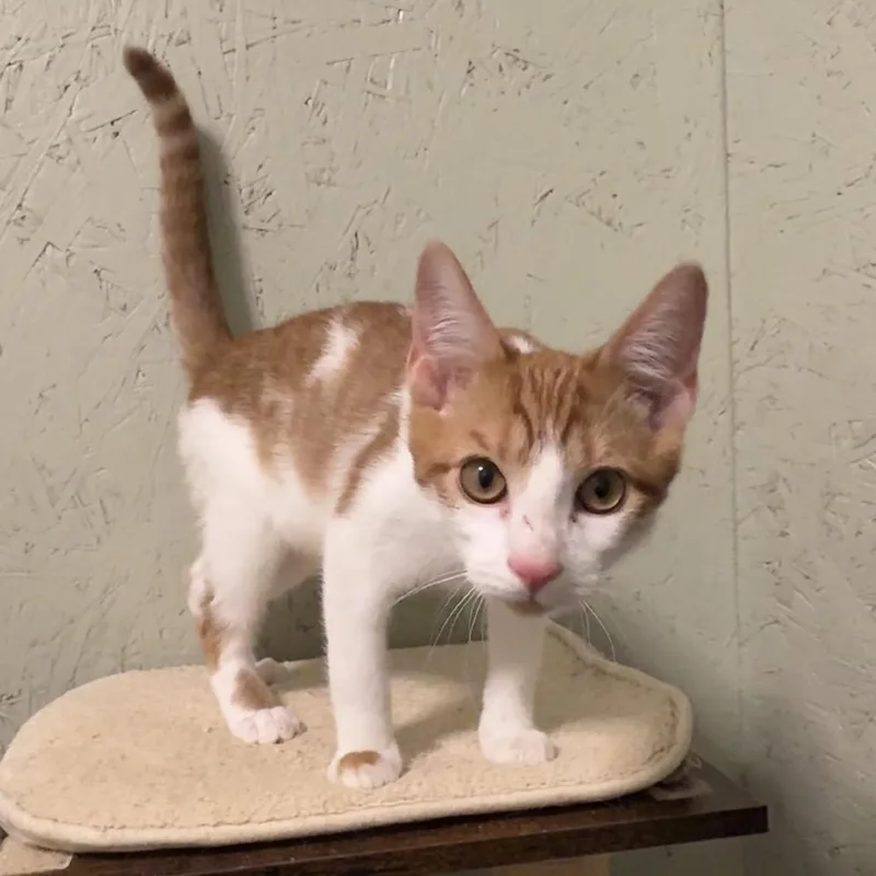 A baby small-sized male Domestic Short Hair cat named Sol for adoption in Cumming, GA