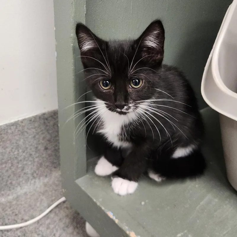 A baby small-sized female Black Domestic Short Hair cat named Skye for adoption in Brockton, MA