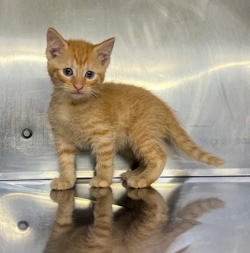 A baby medium-sized female Domestic Short Hair cat named Lucky for adoption in Murray, KY