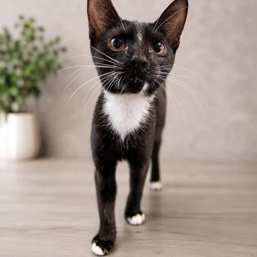 A baby small-sized female Domestic Short Hair cat named Kiwi for adoption in Edmond, OK