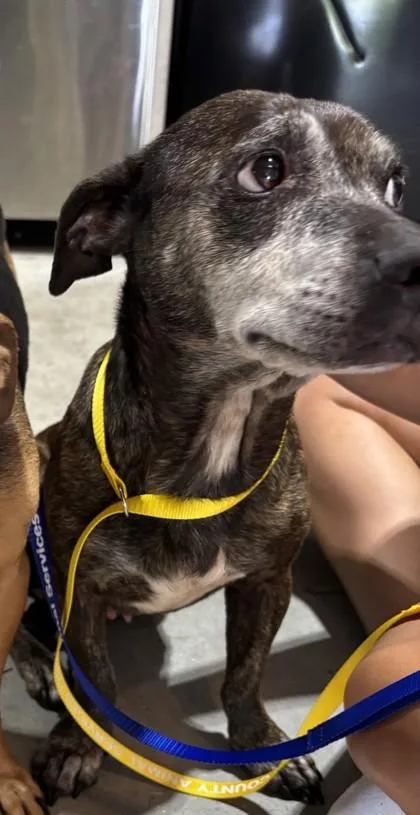 An adult large-sized female Mixed Breed dog named Hoggy for adoption in Cumming, GA