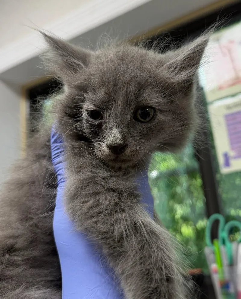 A baby medium-sized male Domestic Medium Hair cat named Zowie! for adoption in Pomona, NY