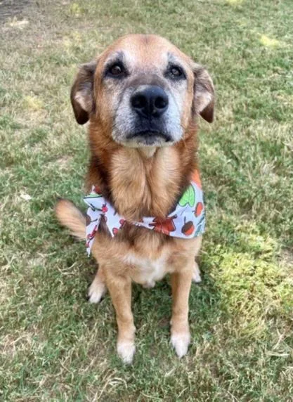 An adult medium-sized male German Shepherd Dog dog named Keirin for adoption in Tulsa, OK