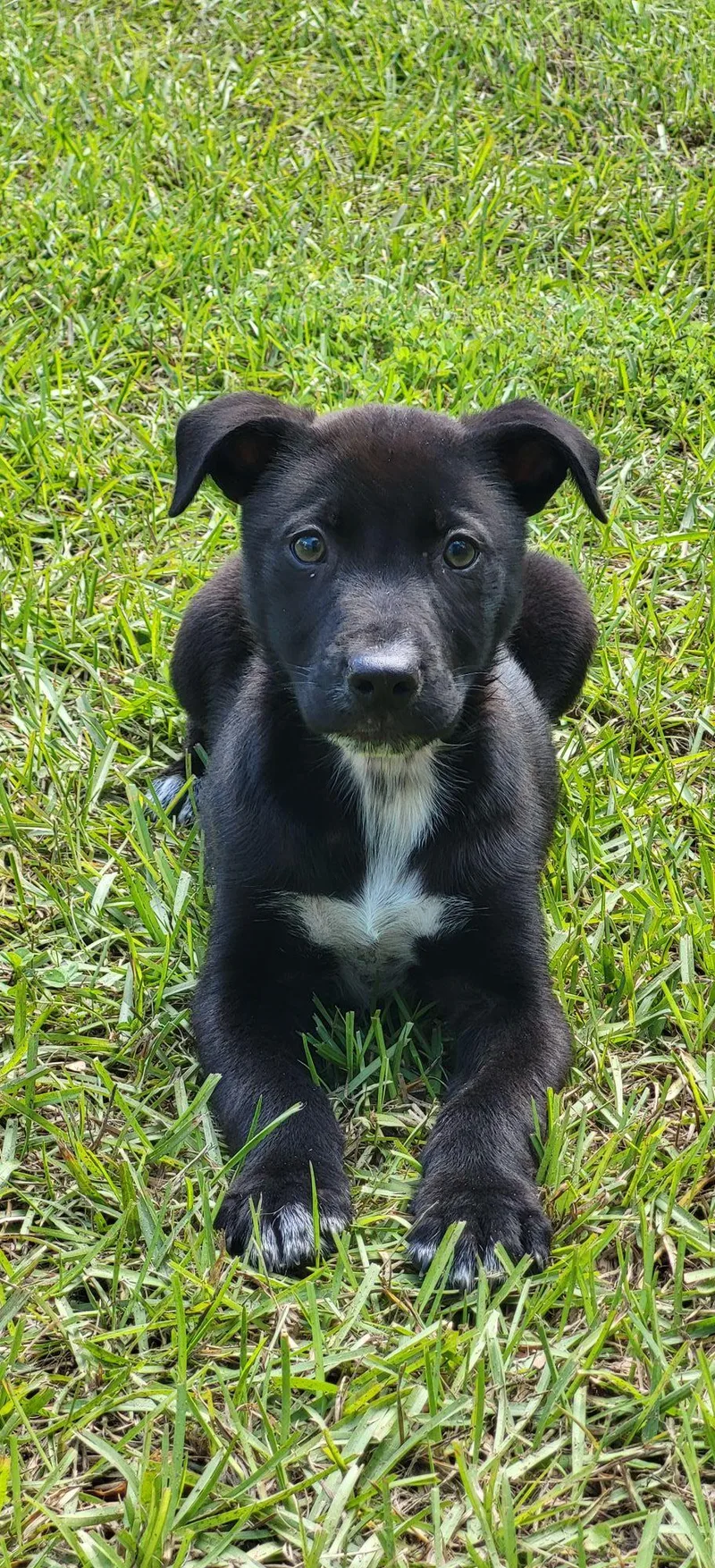 A baby medium-sized male Black Mixed Breed dog named Steve for adoption in Marion, MS