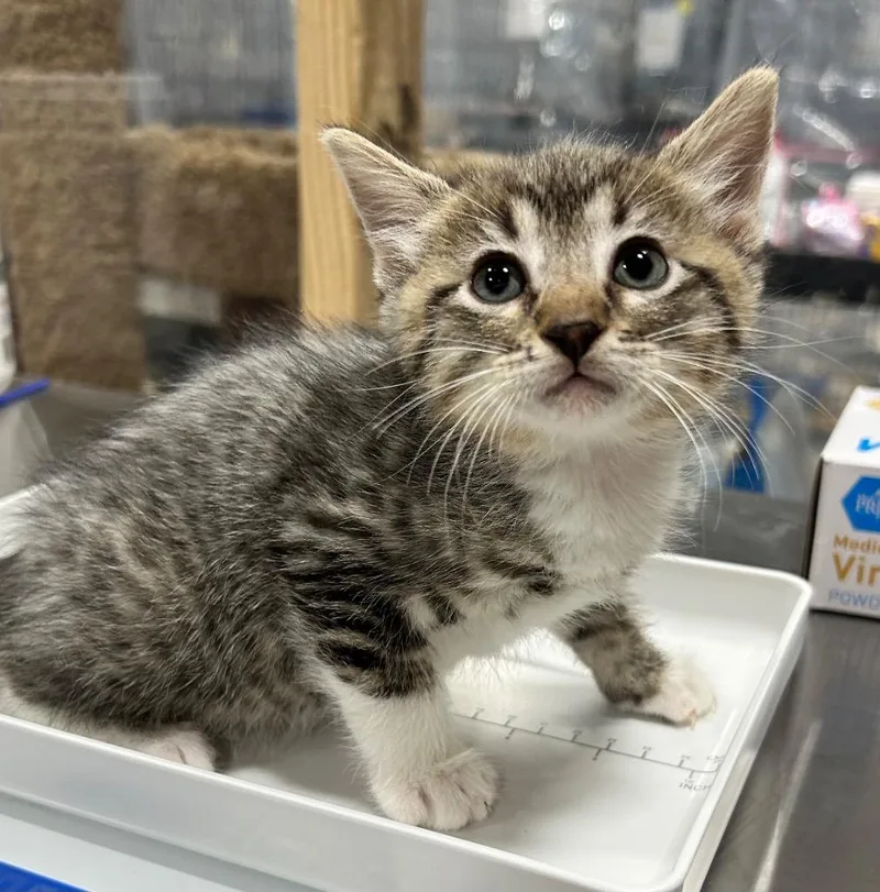 A baby small-sized male Domestic Short Hair cat named Fawn for adoption in Corpus Christi, TX