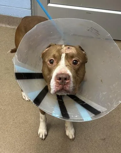 An adult large-sized male Mixed Breed dog named Silver for adoption in Chamblee, GA