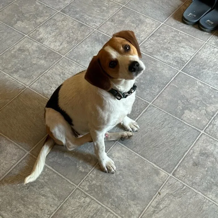 Otis