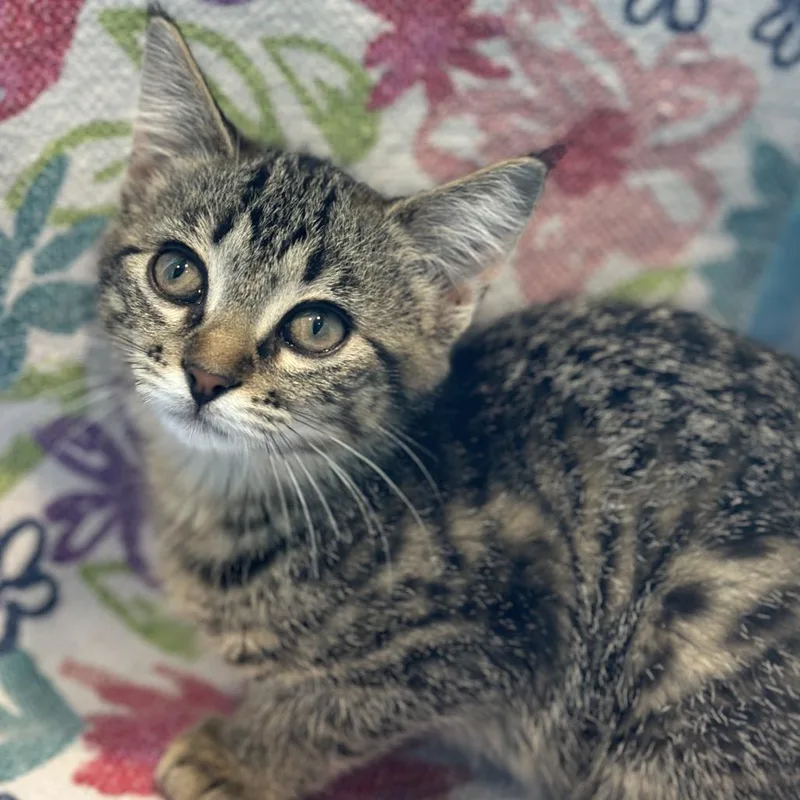 A baby small-sized female Brown / Chocolate Domestic Short Hair cat named Bulbasaur for adoption in Matteson, IL
