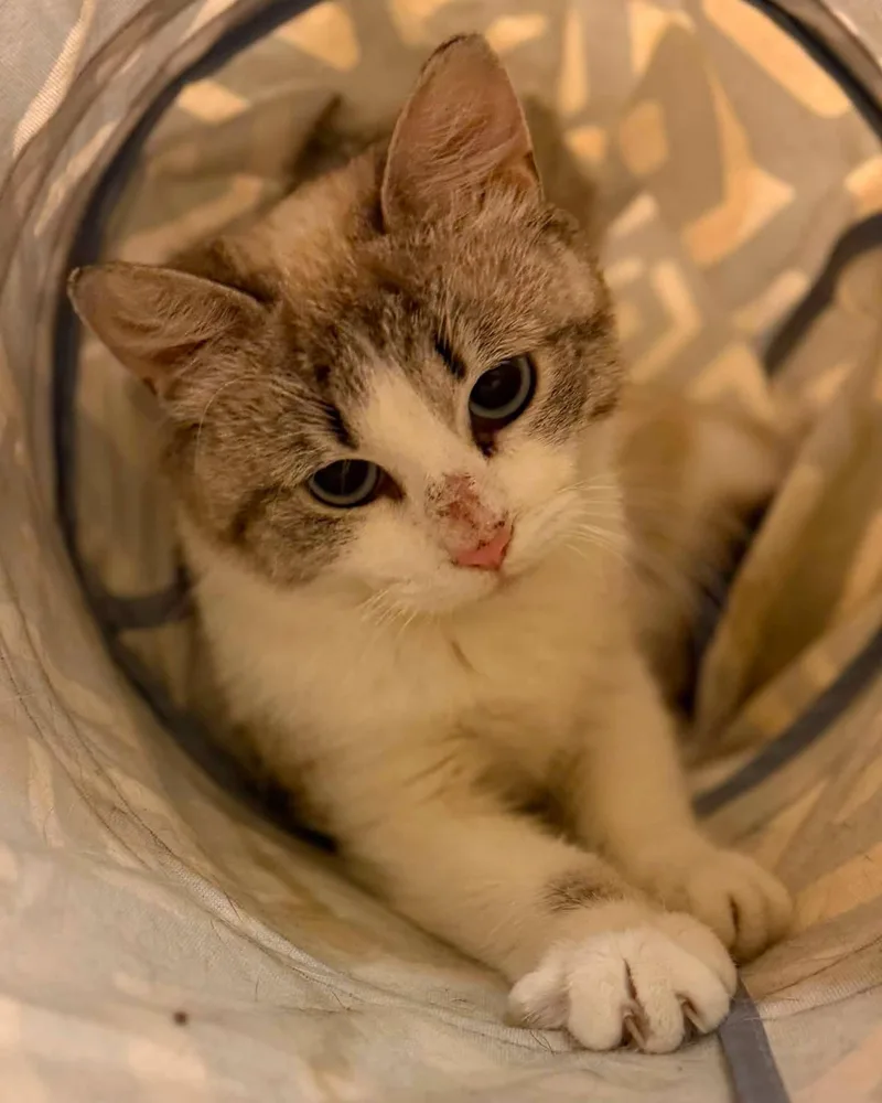 An adult medium-sized female Gray & White Domestic Short Hair cat named Sunday for adoption in Fremont, MI