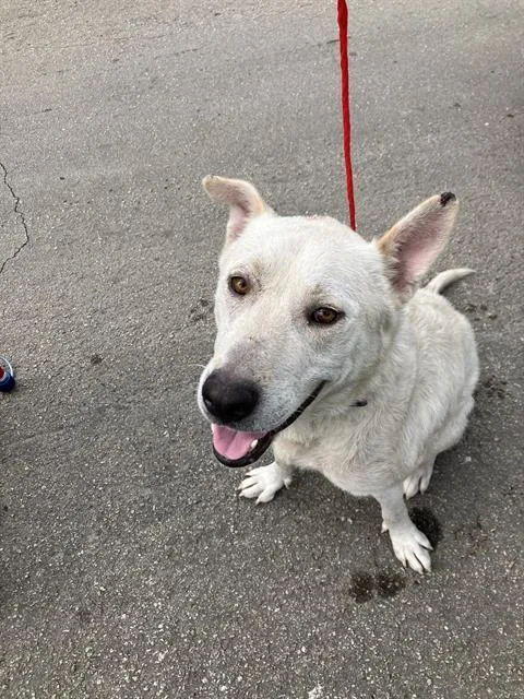 An adult large-sized male Mixed Breed dog named Max for adoption in Dallas, TX