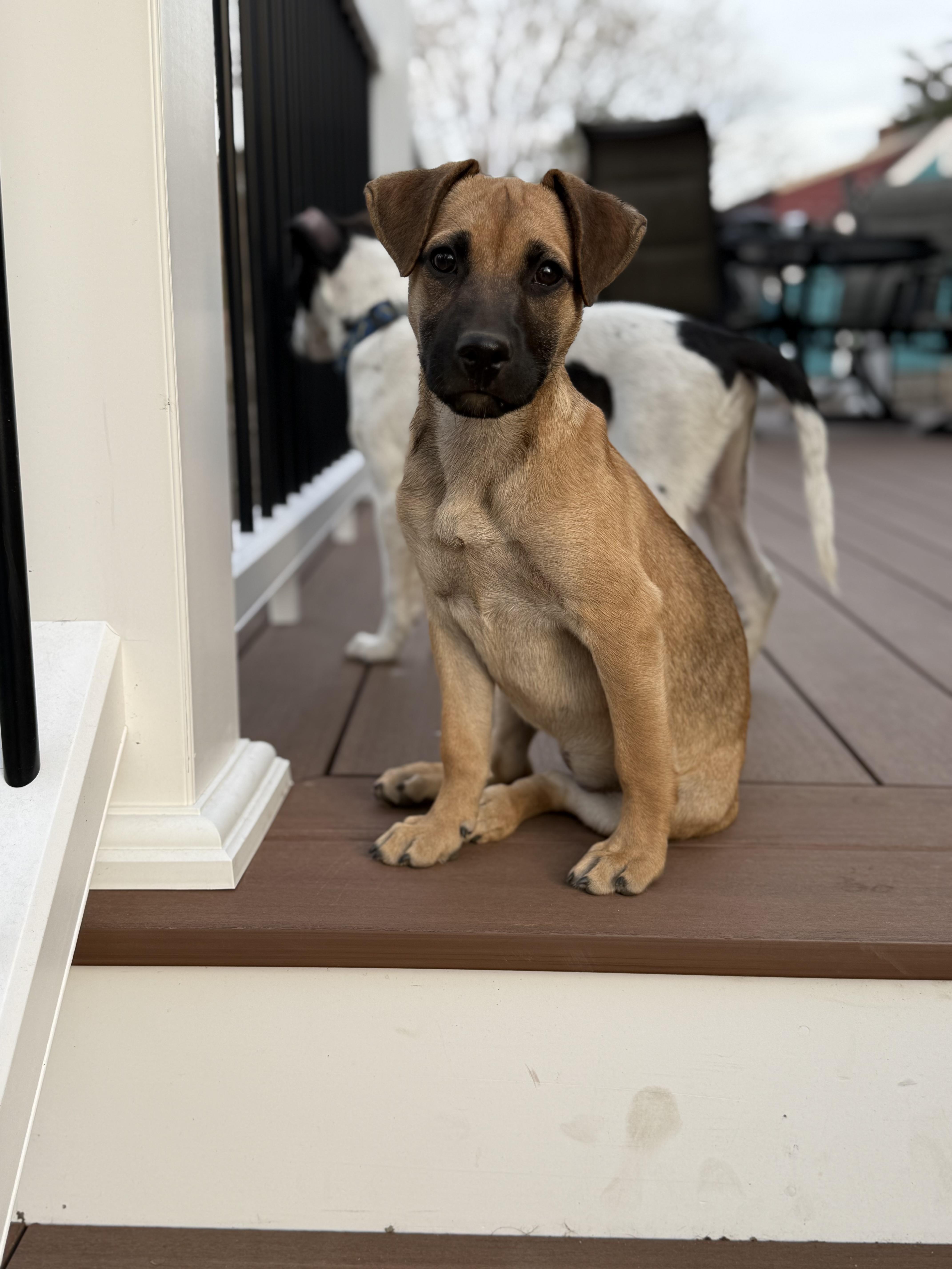 A young medium-sized female Mixed Breed dog named Ivy for adoption in Pleasant Valley, NY