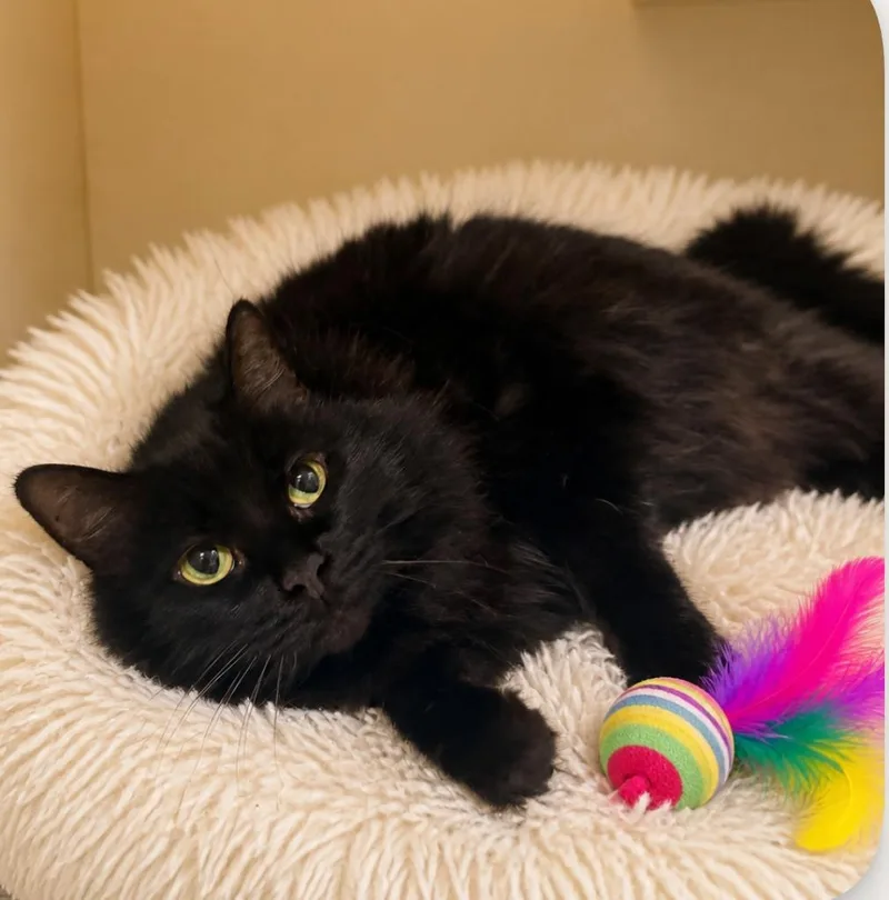 A senior medium-sized female Domestic Long Hair cat named Salem for adoption in Sebastian, FL
